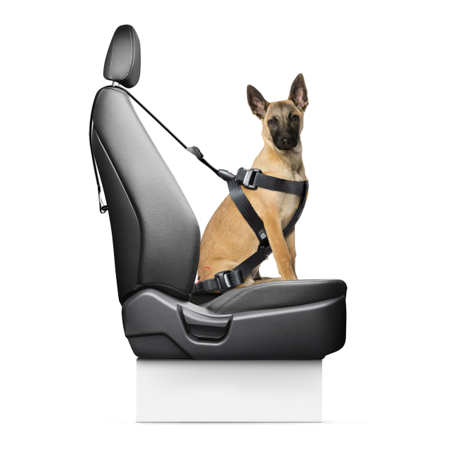 Bezpieczna uprząż samochodowa dla psa z mocowaniem Isofix – gwarancja stabilności i ochrony podczas jazdy