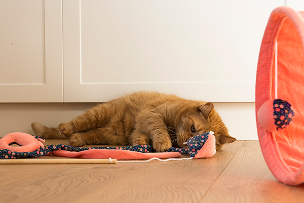 wyprawka dla kota - w świecie psów i kotów. Kot leżący na podłodze z zabawką