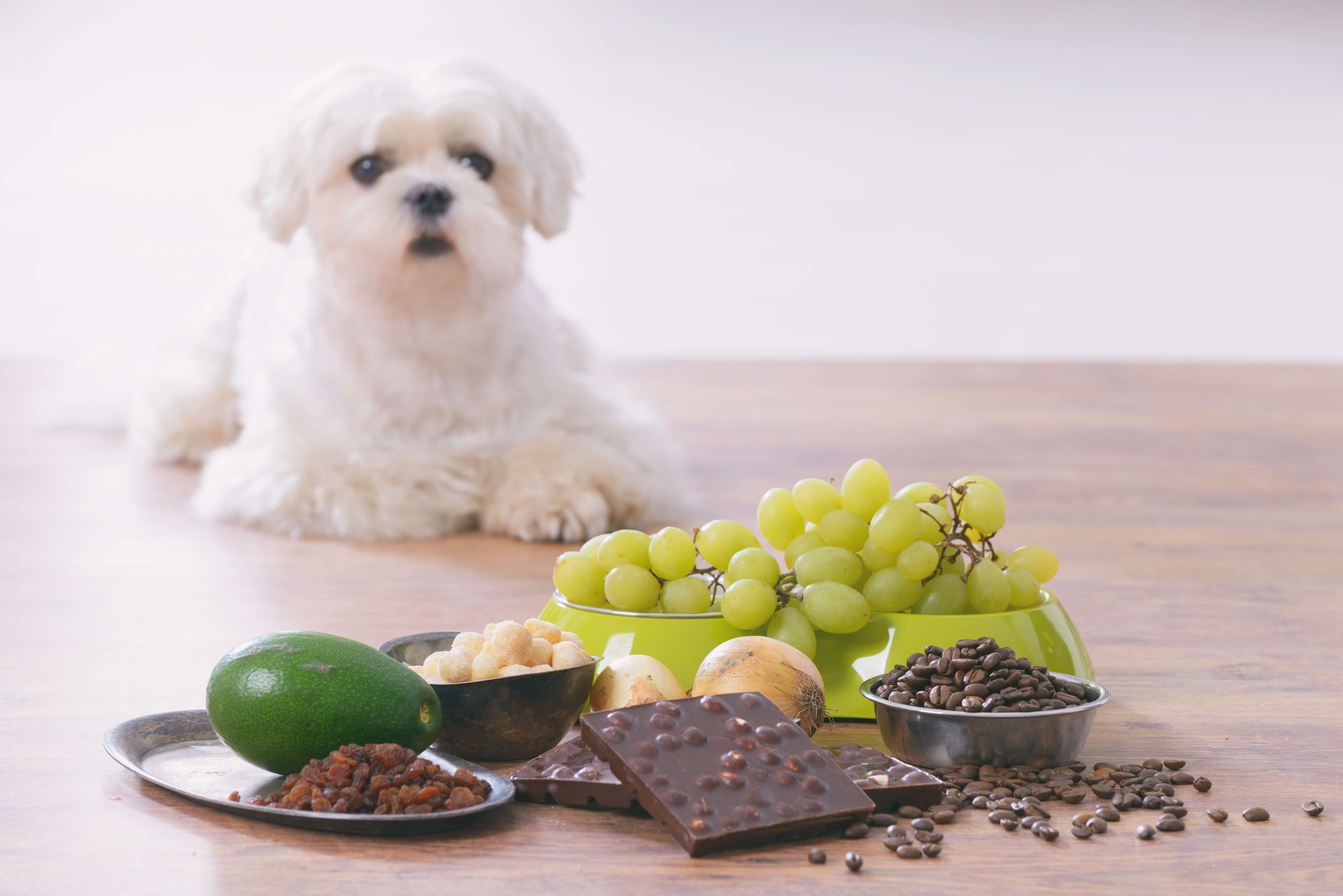 Czego nie może jeść pies - lista zakazanych produktów dla psa