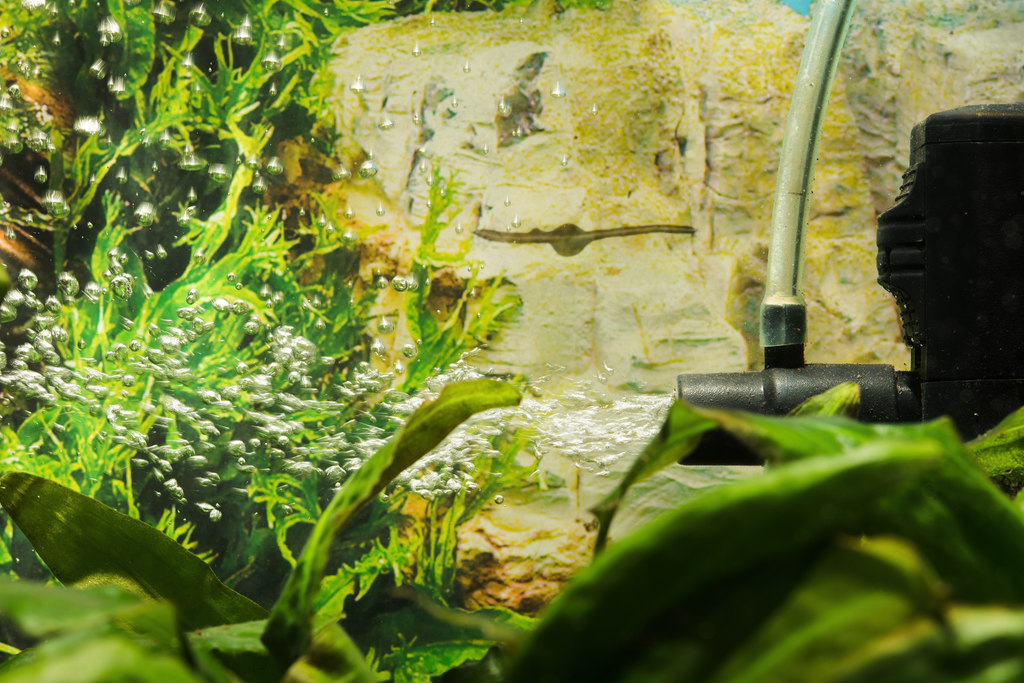 Napowietrzanie wody i roślin w akwarium, pompa