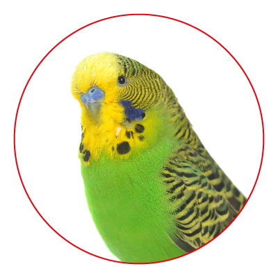 klatka dla papugi